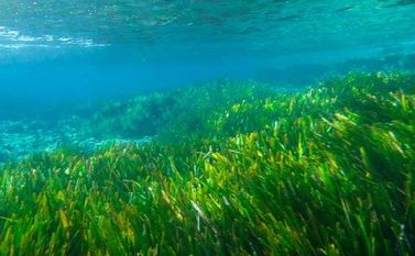 Exploring the Ocean’s Textile Potential